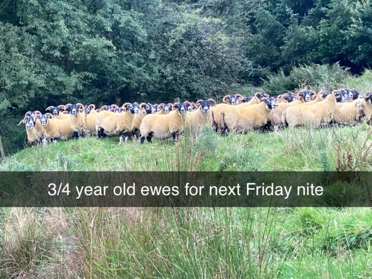Friday 11th September 7:30pm - Image 3