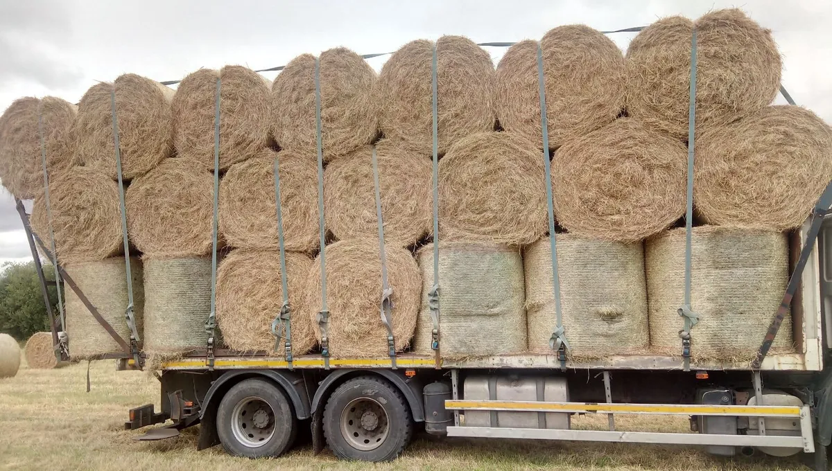 Round bales of bean straw - Image 3