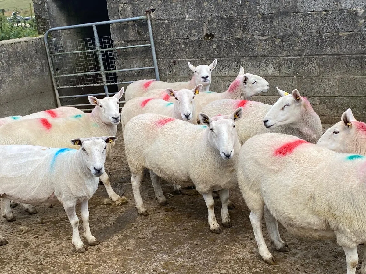 Hoggets//aged ewes - Image 1
