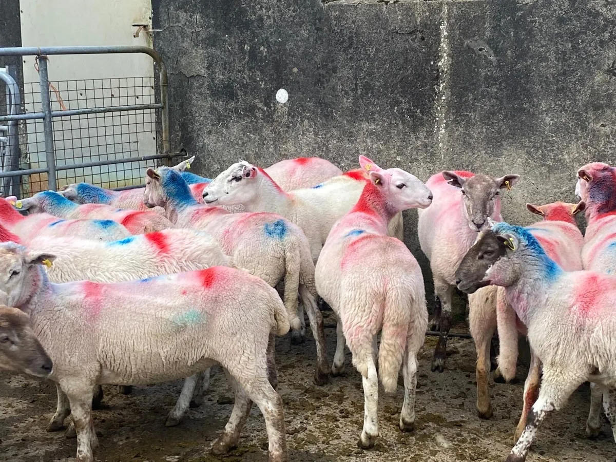 Hoggets//aged ewes - Image 2