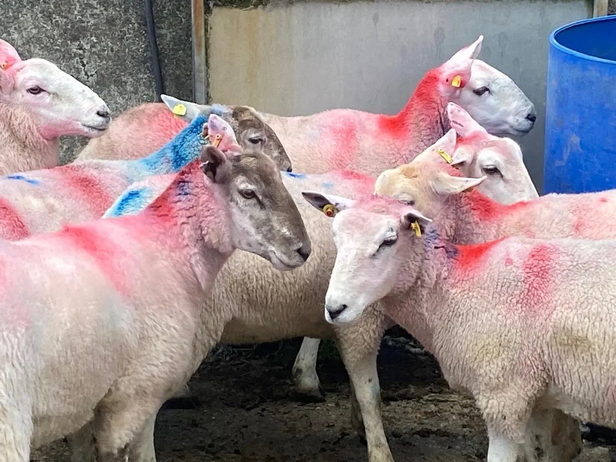 Hoggets//aged ewes - Image 3