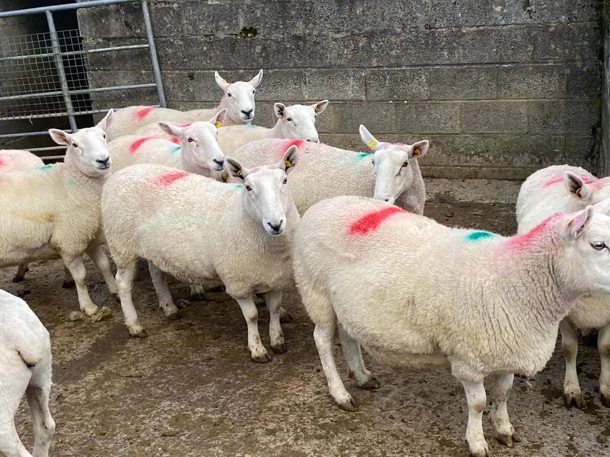 Hoggets//aged ewes - Image 4