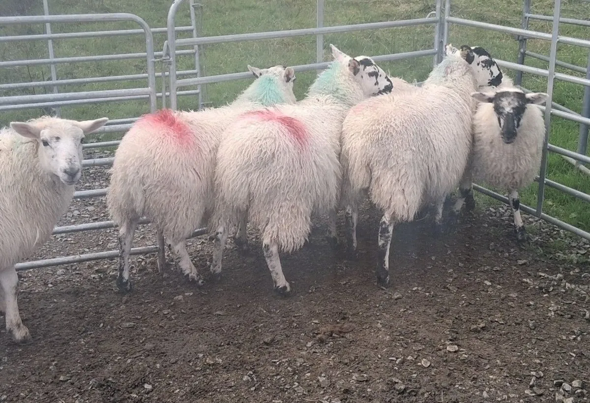 Ewe lambs - Image 2