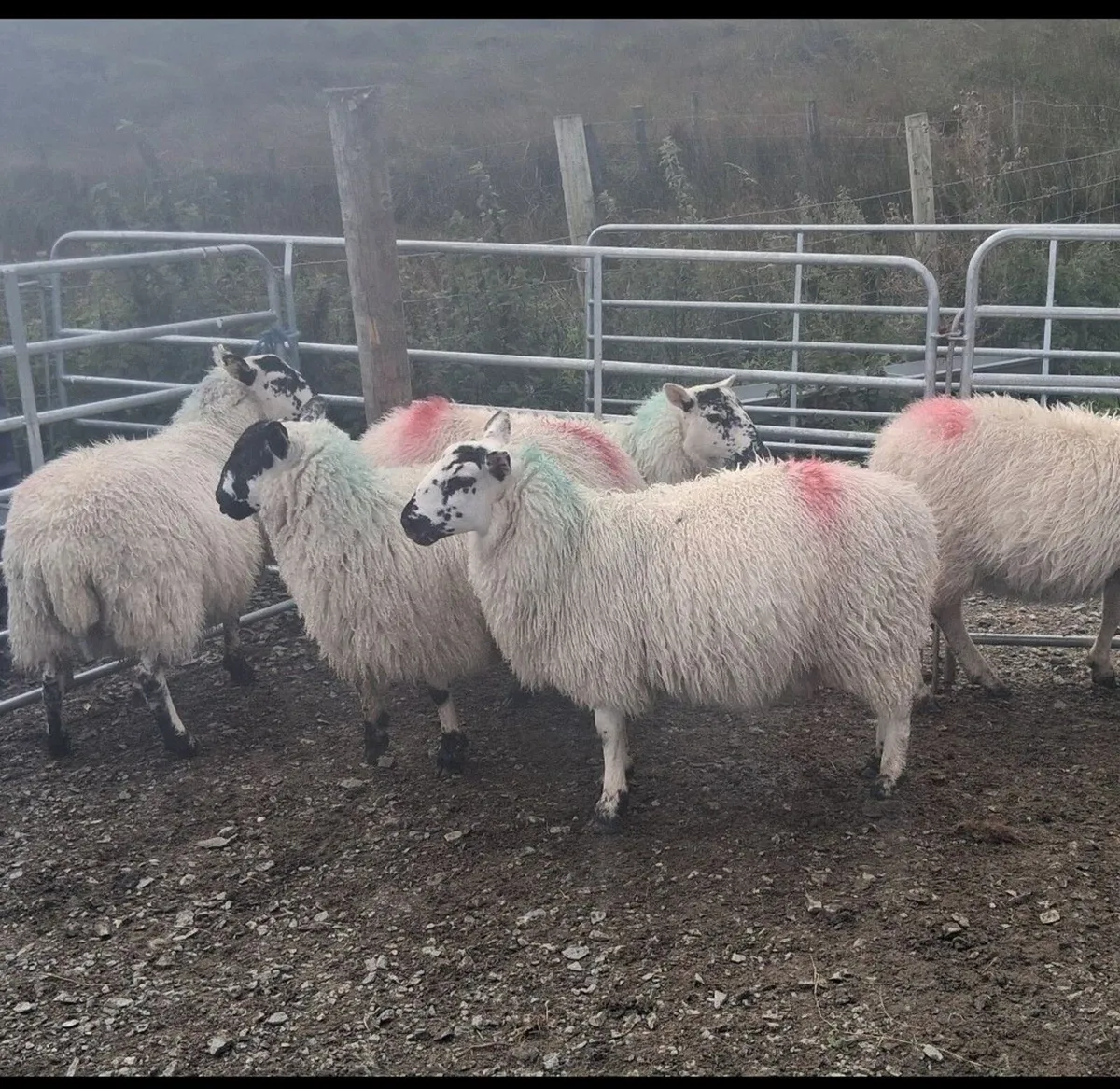 Ewe lambs - Image 3
