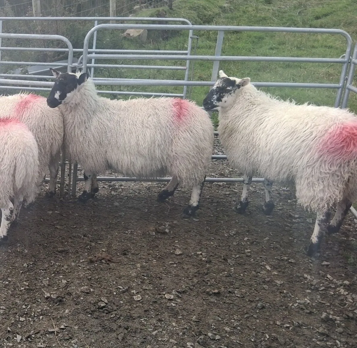 Ewe lambs - Image 1
