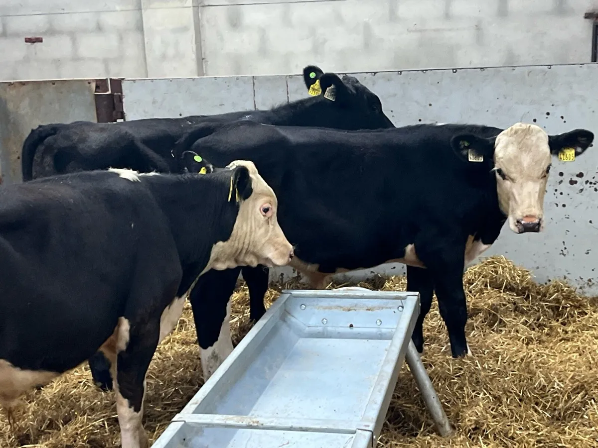10 SUPER BULL WEANLINGS - Image 3