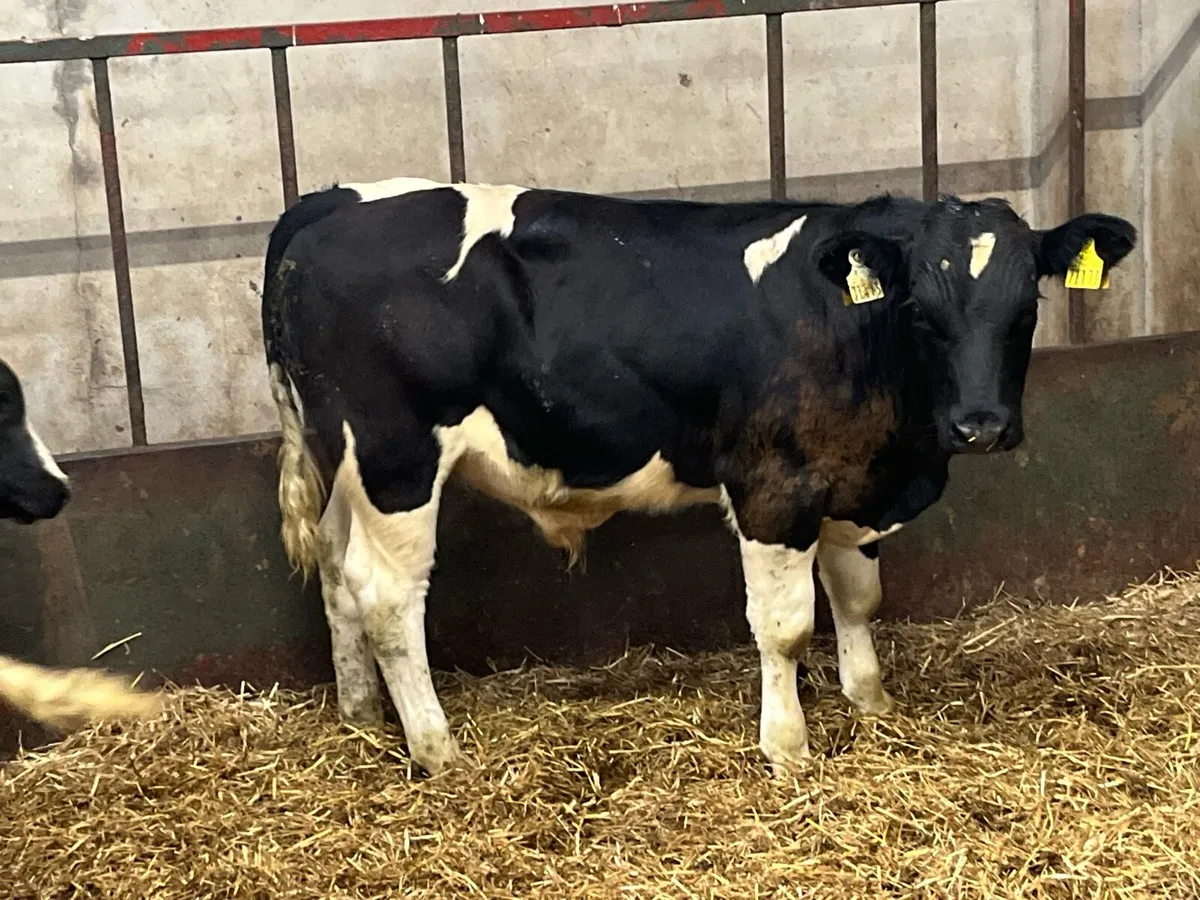 10 SUPER BULL WEANLINGS - Image 4