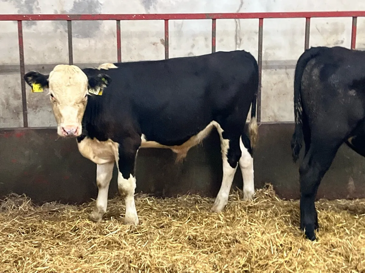 10 SUPER BULL WEANLINGS - Image 2