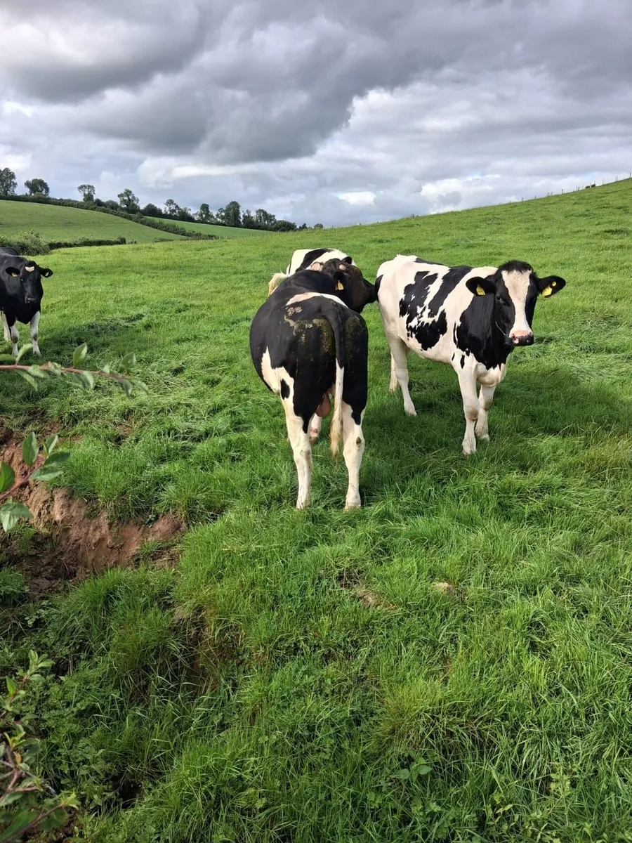 Friesian Bull - Image 3