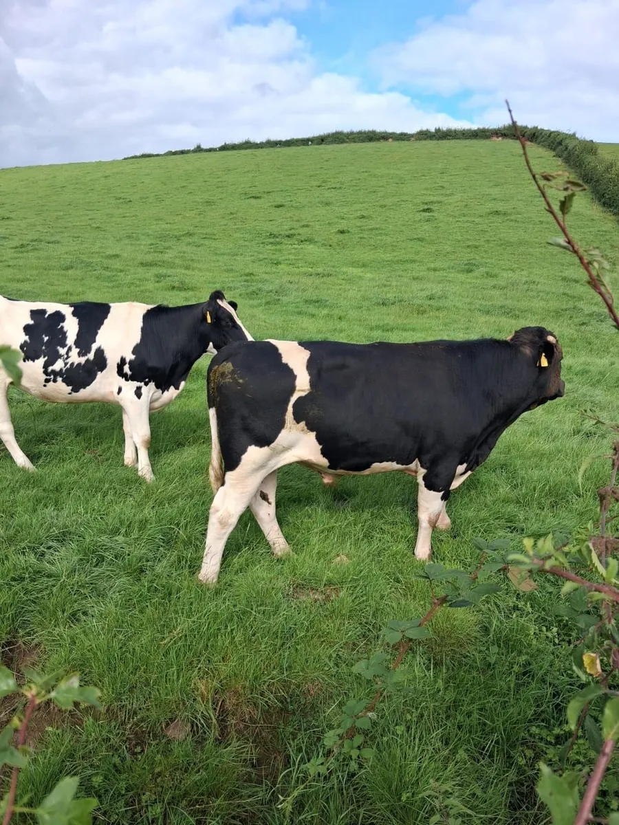 Friesian Bull - Image 1