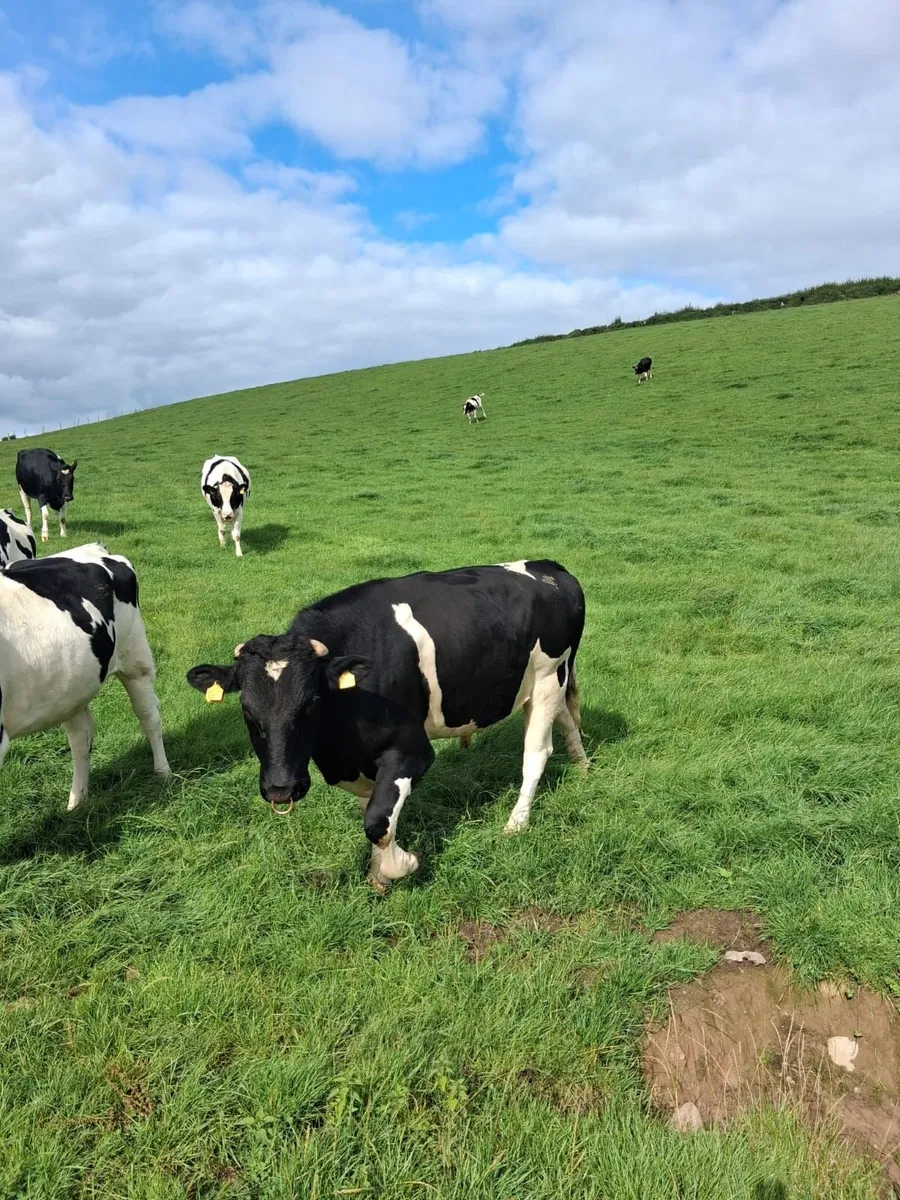 Friesian Bull - Image 2