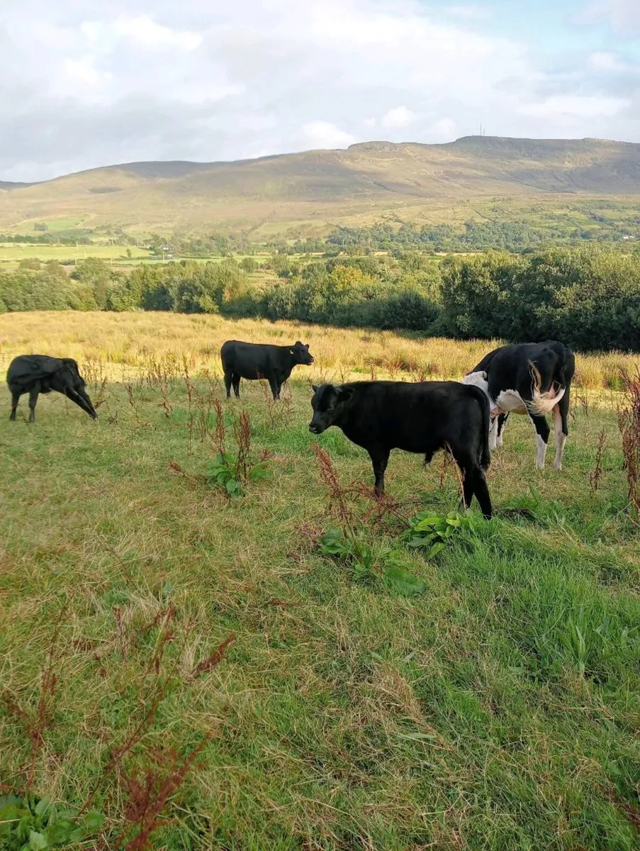 1 weaning bull calf - Image 1