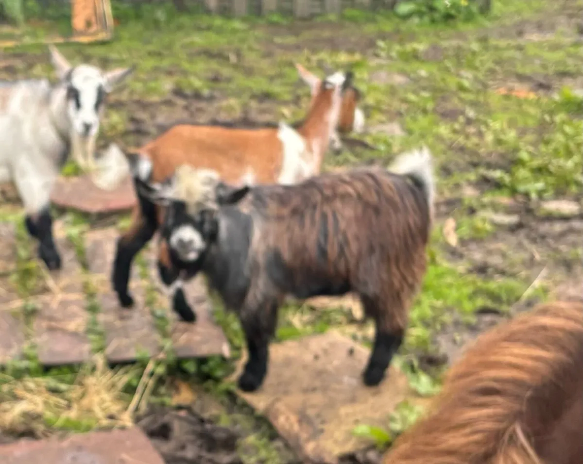 Pygmy goat - Image 1