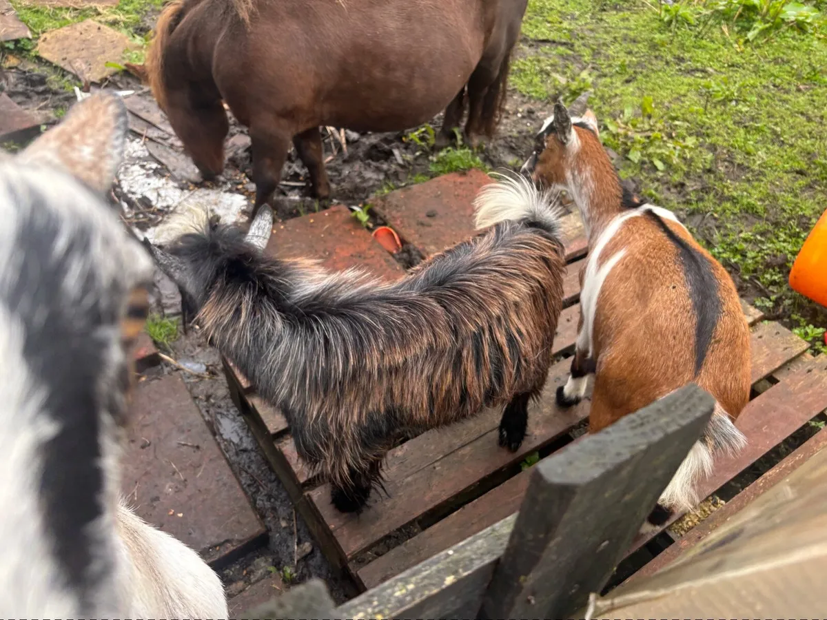 Pygmy goat - Image 4