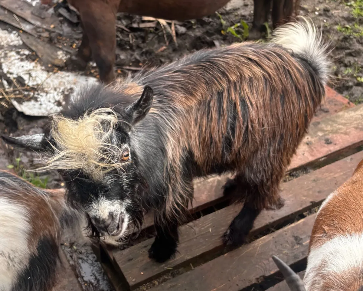Pygmy goat - Image 2