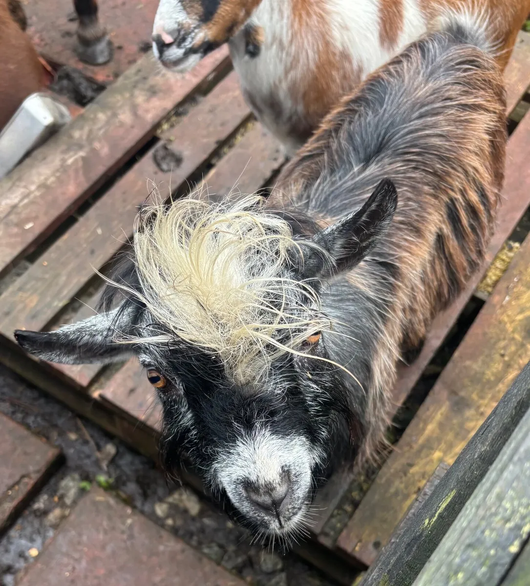 Pygmy goat - Image 3
