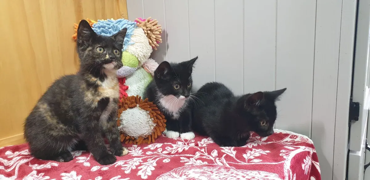 Microchipped, Vet Checked Kittens For Sale - Image 1