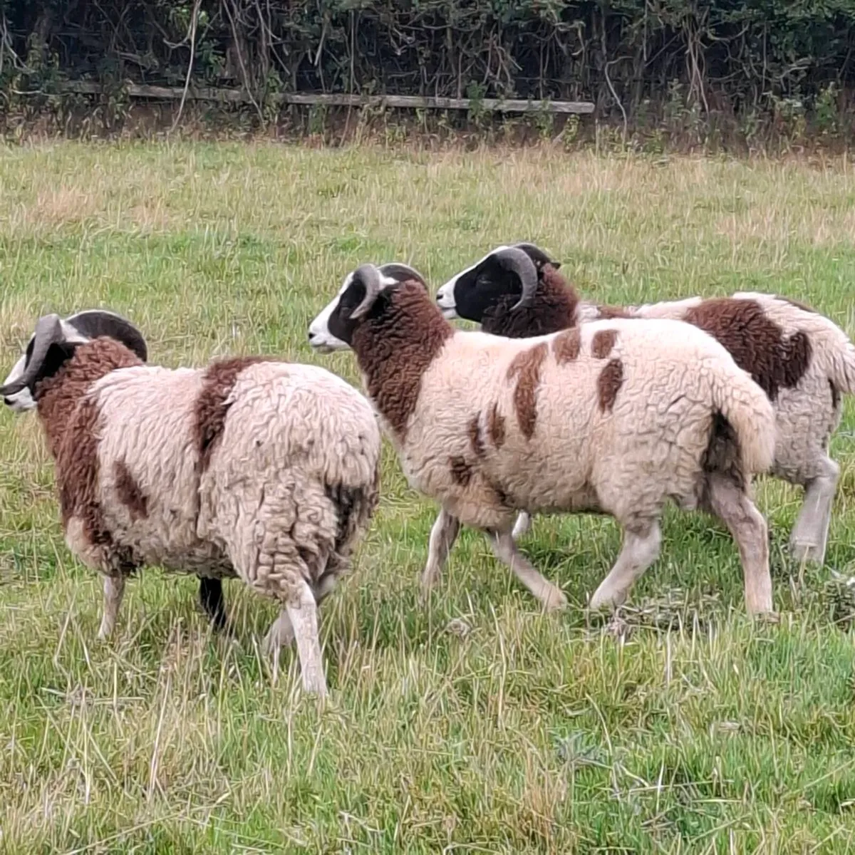 Jacob Ram Lambs - Image 4