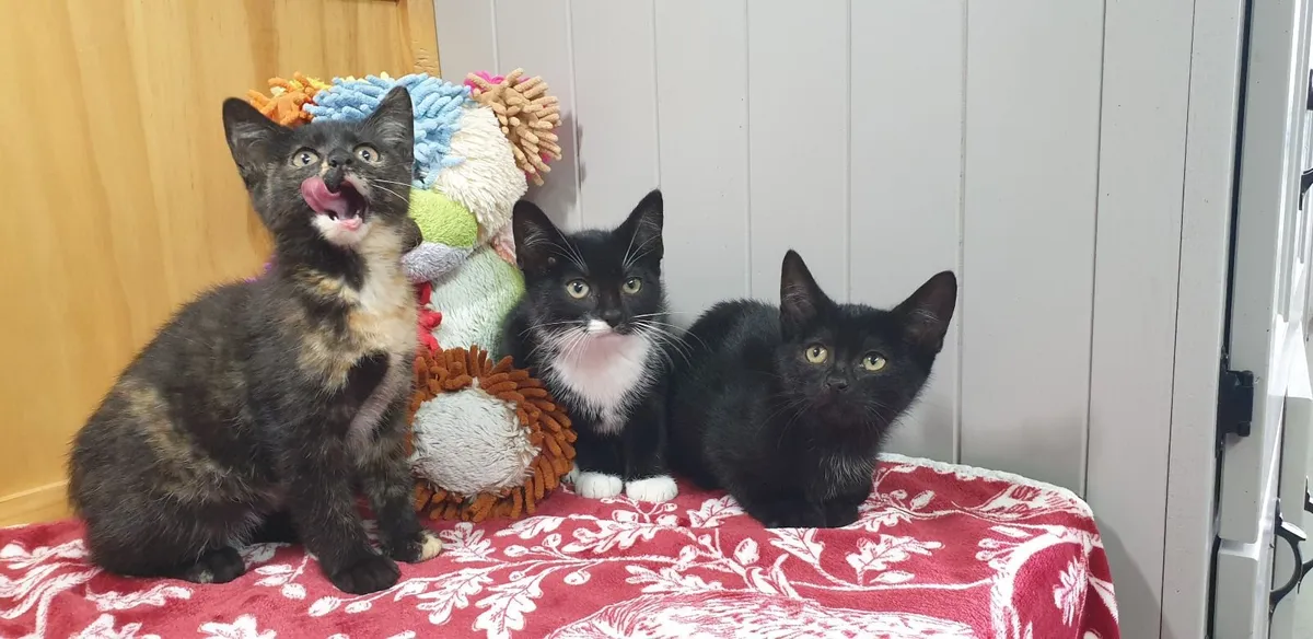 Microchipped, Vet Checked Kittens For Sale - Image 3
