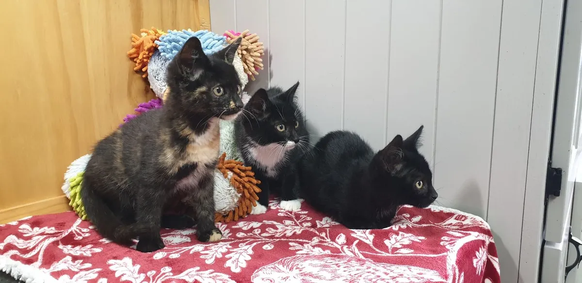 Microchipped, Vet Checked Kittens For Sale - Image 4