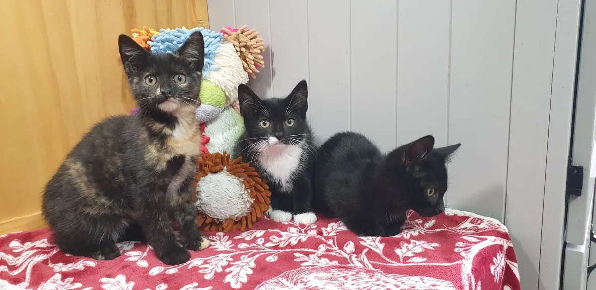 Microchipped, Vet Checked Kittens For Sale - Image 2