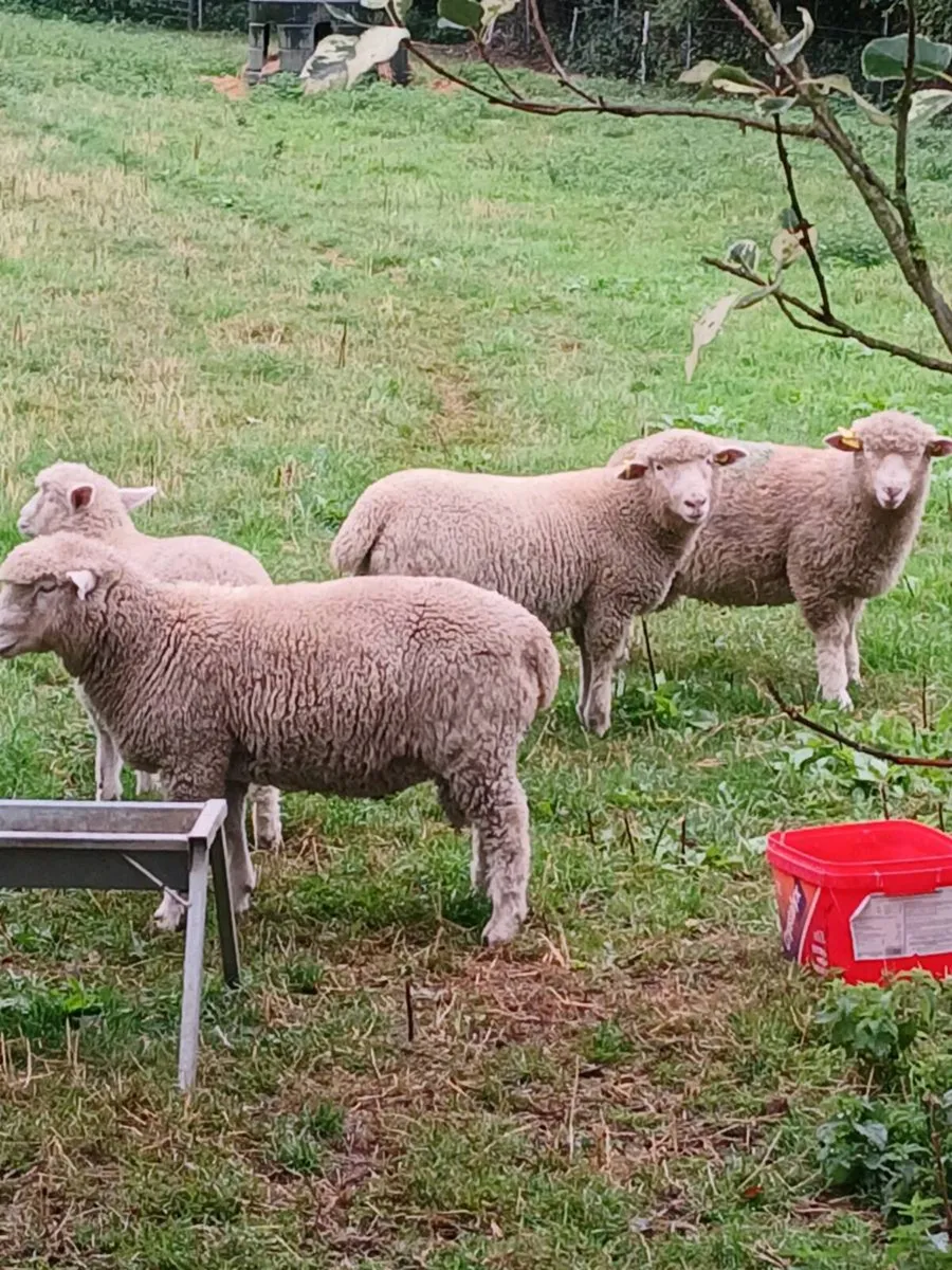 Ram lambs - Image 1