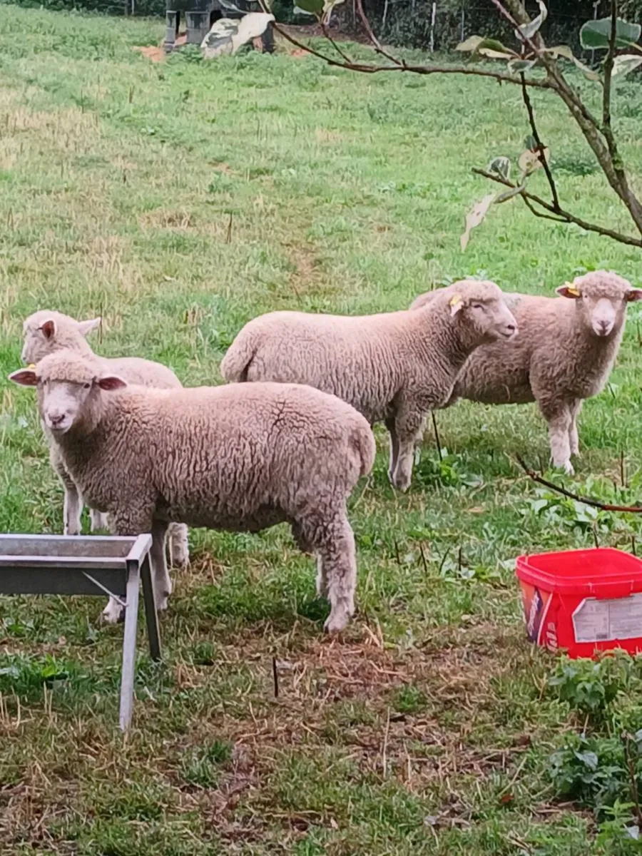 Ram lambs - Image 2