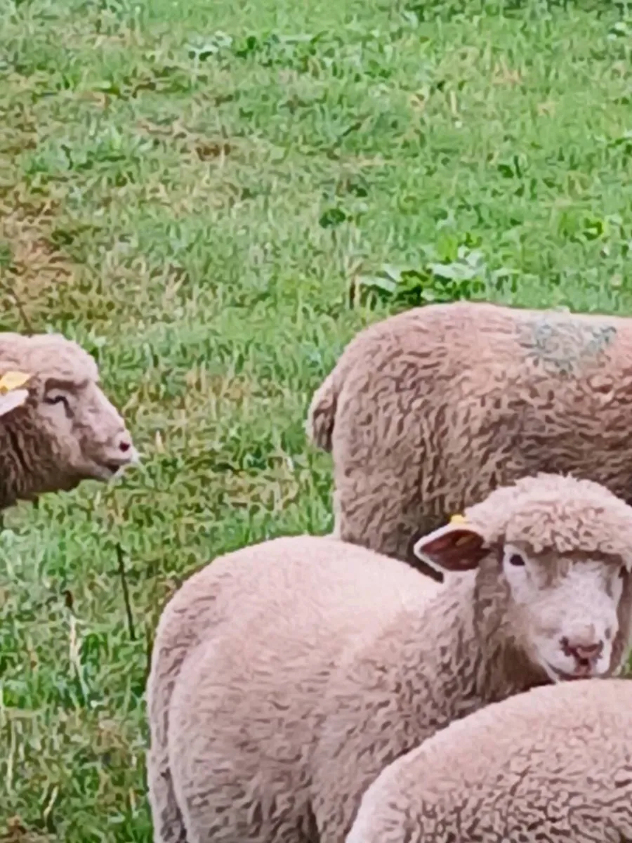 Ram lambs - Image 3