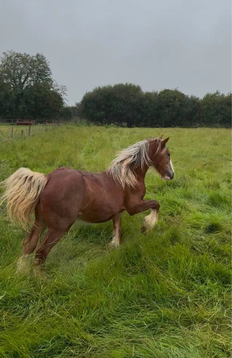 Chestnut colt yearling 10hh horse - Image 1