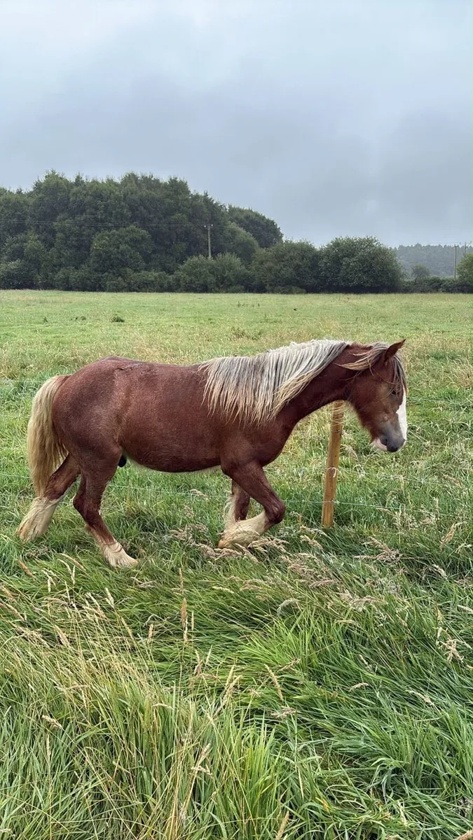 Chestnut colt yearling 10hh horse - Image 2