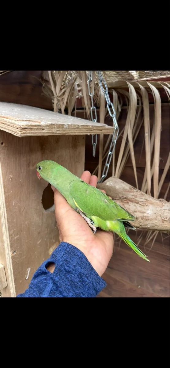 Indian ring neck - Image 3