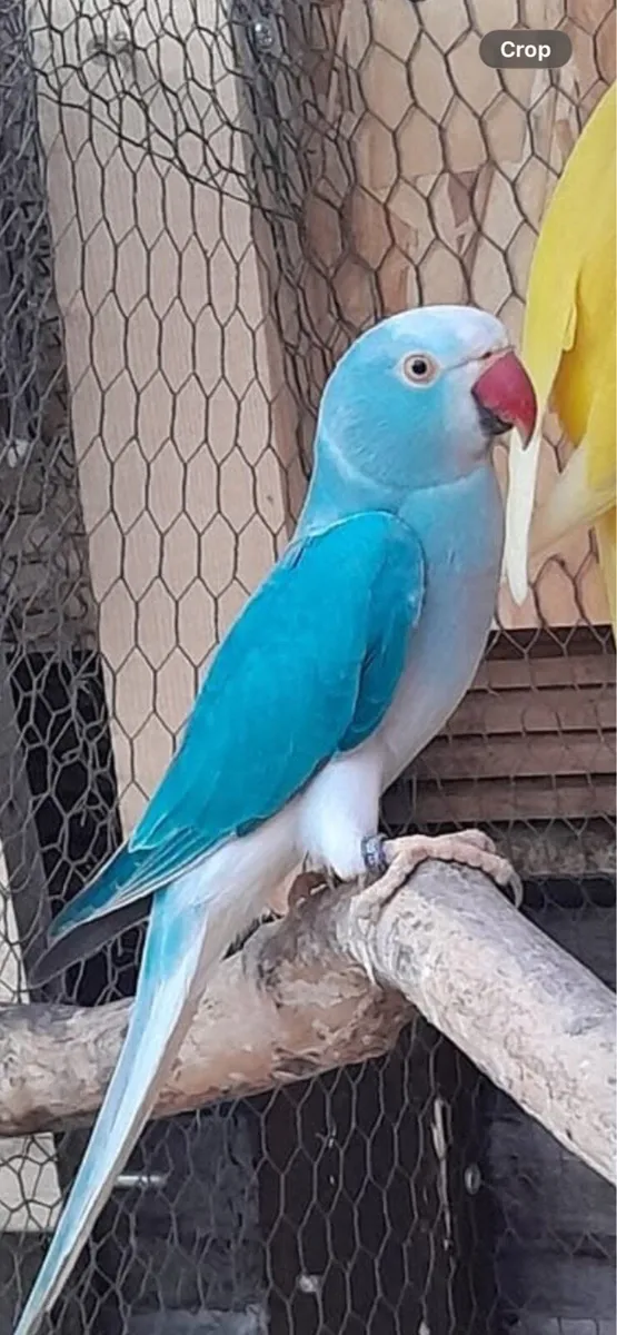 Indian ring neck - Image 2