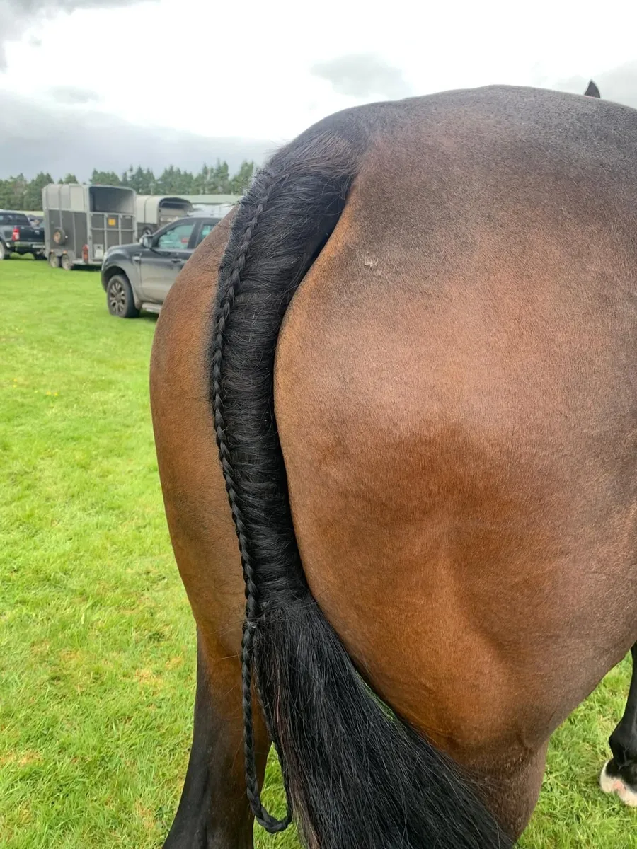 A breeders dream - Image 4
