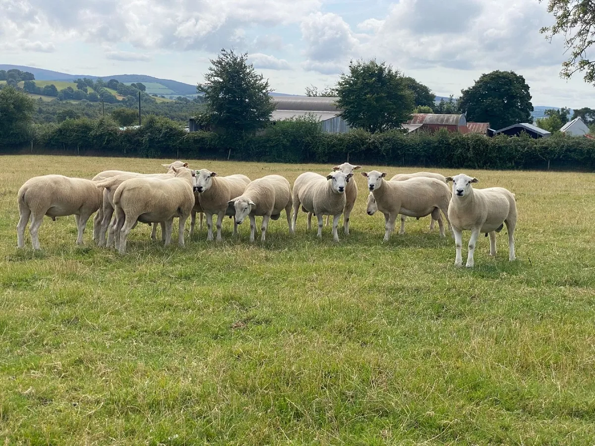 Pedigree Lleyn Hogget Rams - Image 1