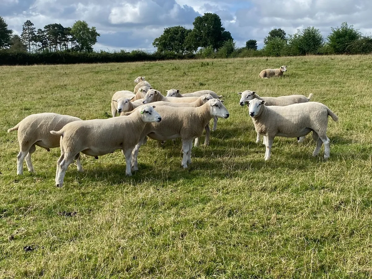 Pedigree Lleyn Hogget Rams - Image 2