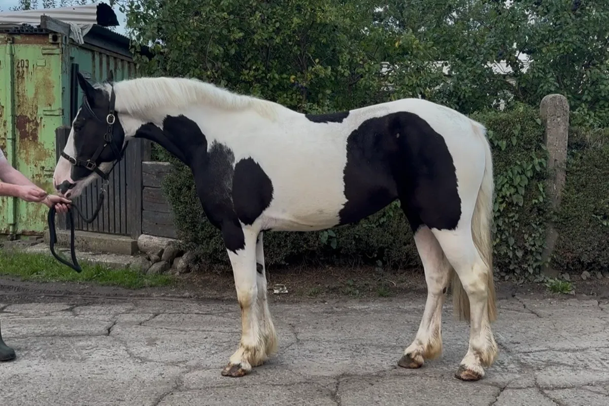 3 year old mare - Image 2