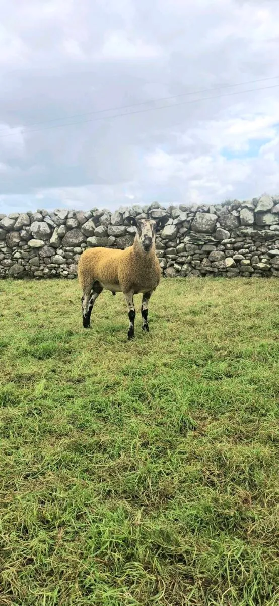 BLUEFACED LEICESTER HOGGET RAM& HOGGET EWES - Image 1
