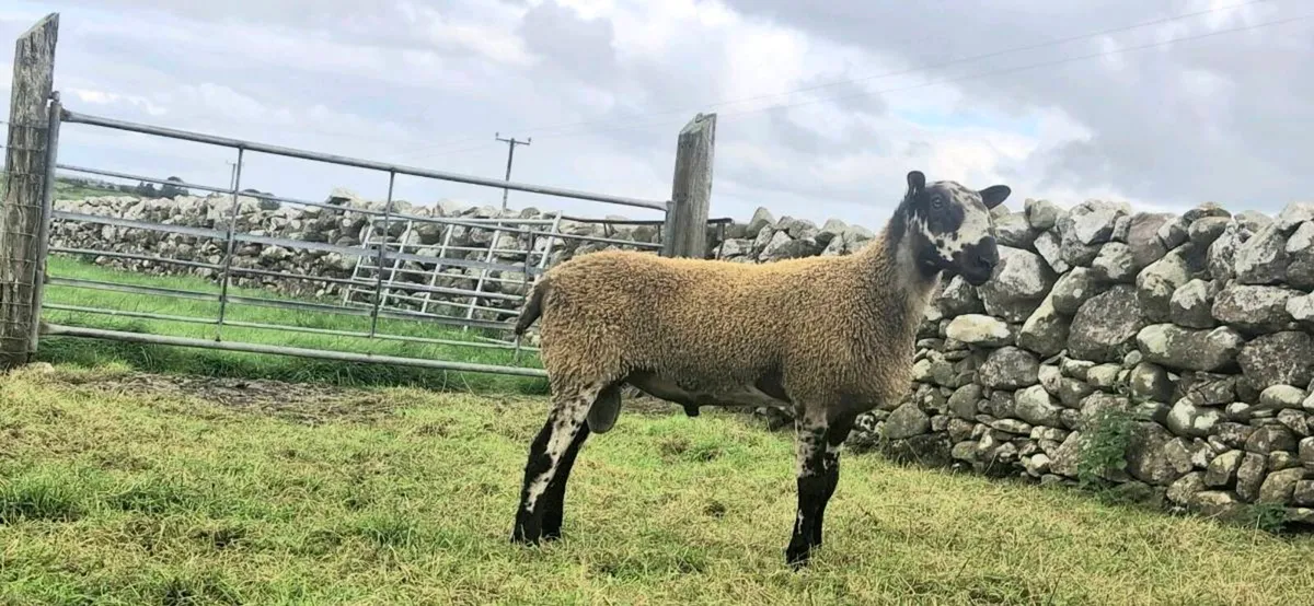 BLUEFACED LEICESTER HOGGET RAM& HOGGET EWES - Image 3