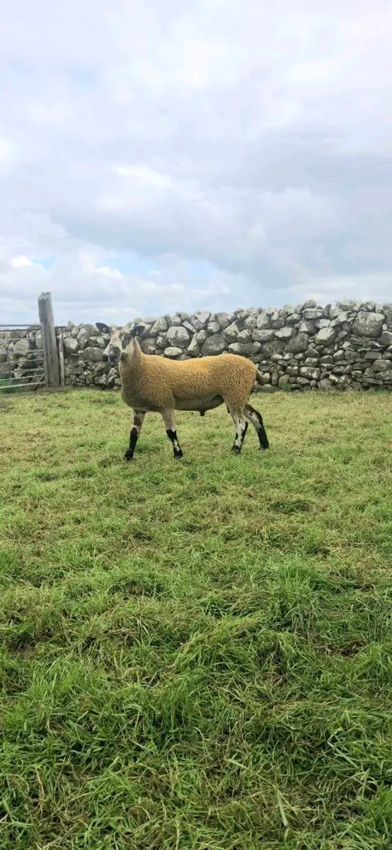 BLUEFACED LEICESTER HOGGET RAM& HOGGET EWES - Image 2