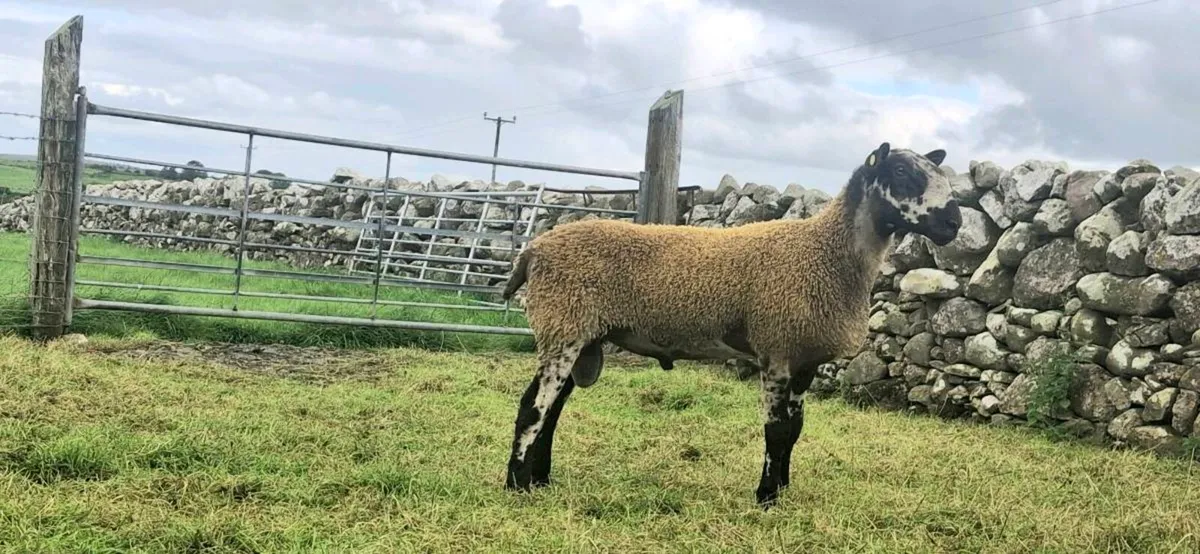 BLUEFACED LEICESTER HOGGET RAM& HOGGET EWES - Image 4