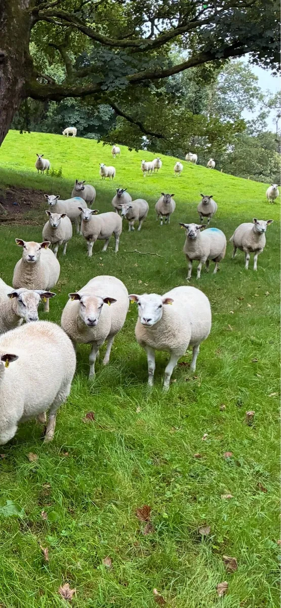 28 Hoggets strong Cross - Image 1