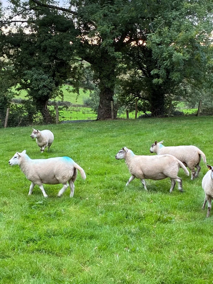 28 strong Hogget   Cross - Image 4