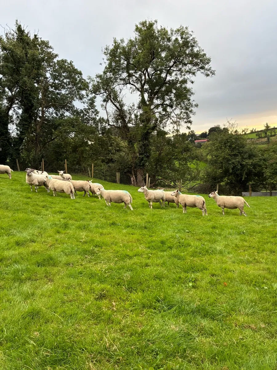 28 Hoggets strong Cross - Image 2