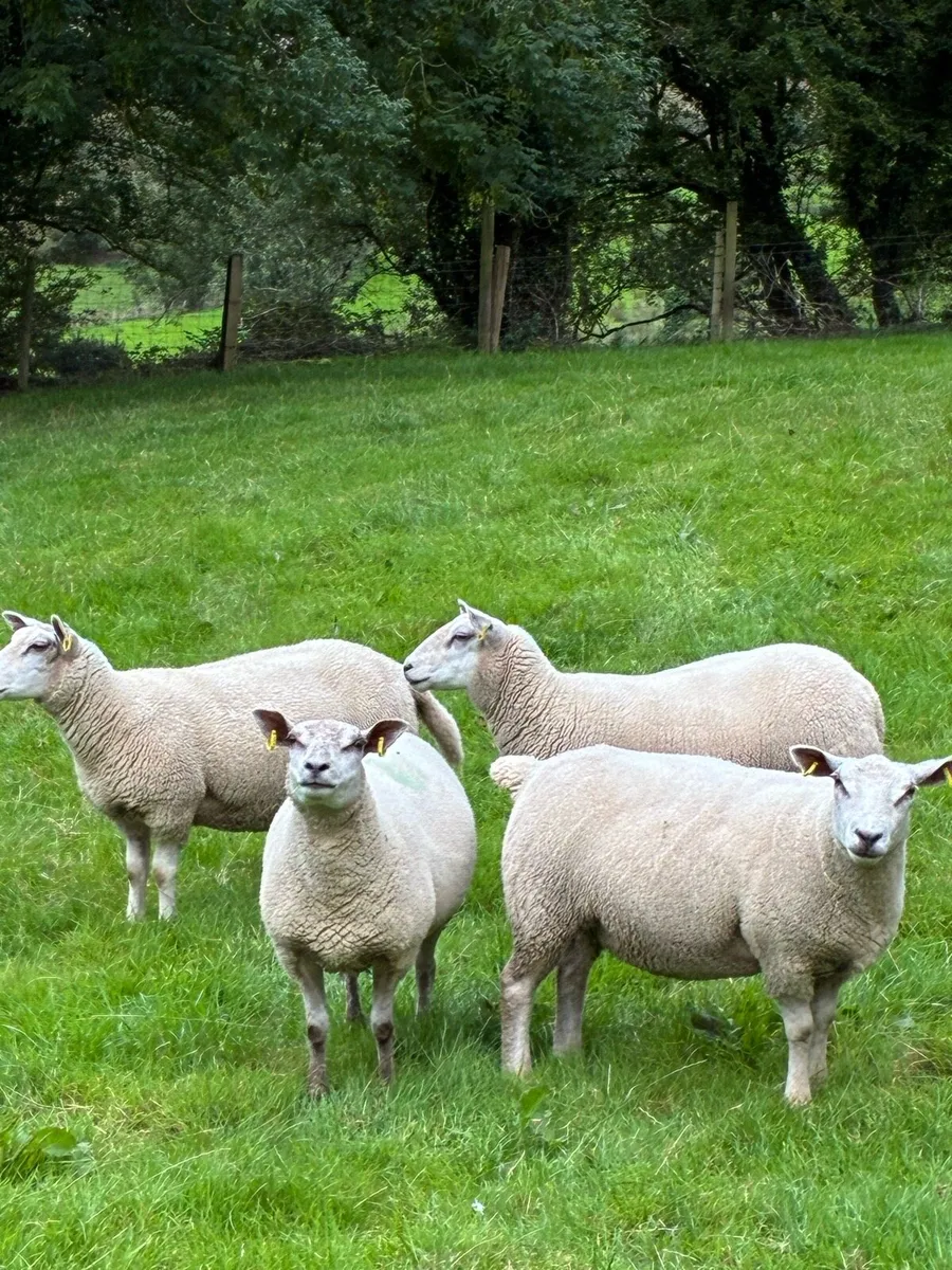 28 Hoggets strong Cross - Image 3