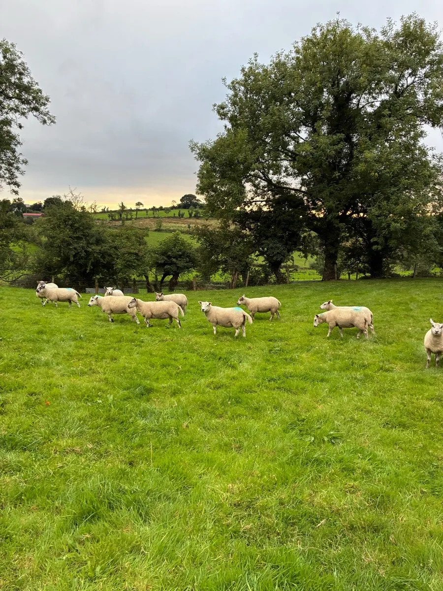 28 Hoggets strong Cross - Image 4