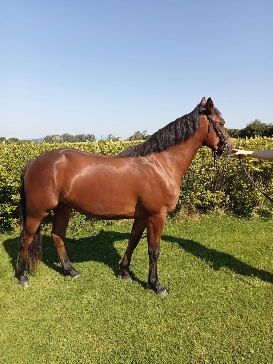 Connemara 2 year old gelding - Image 1