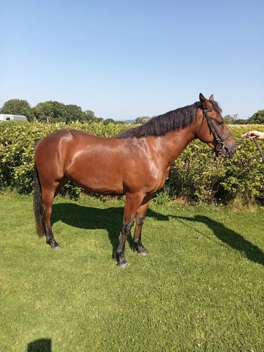 Connemara 2 year old gelding - Image 2