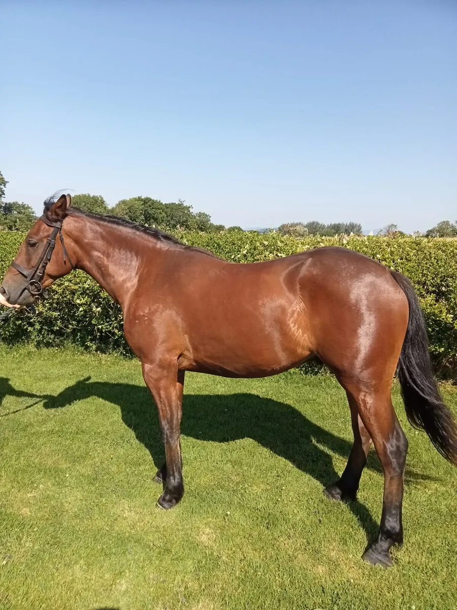 Connemara 2 year old gelding - Image 4
