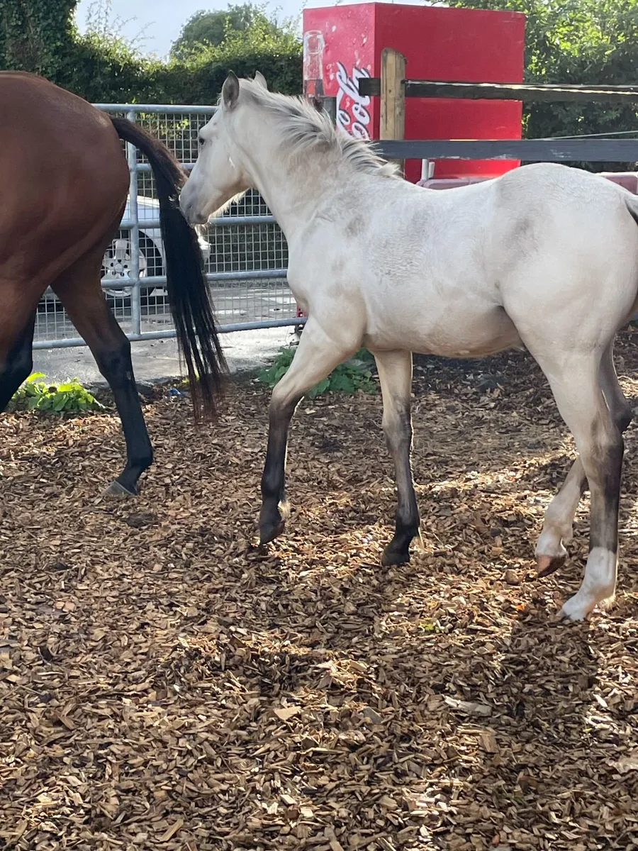 Dun Colt Foal - Image 2