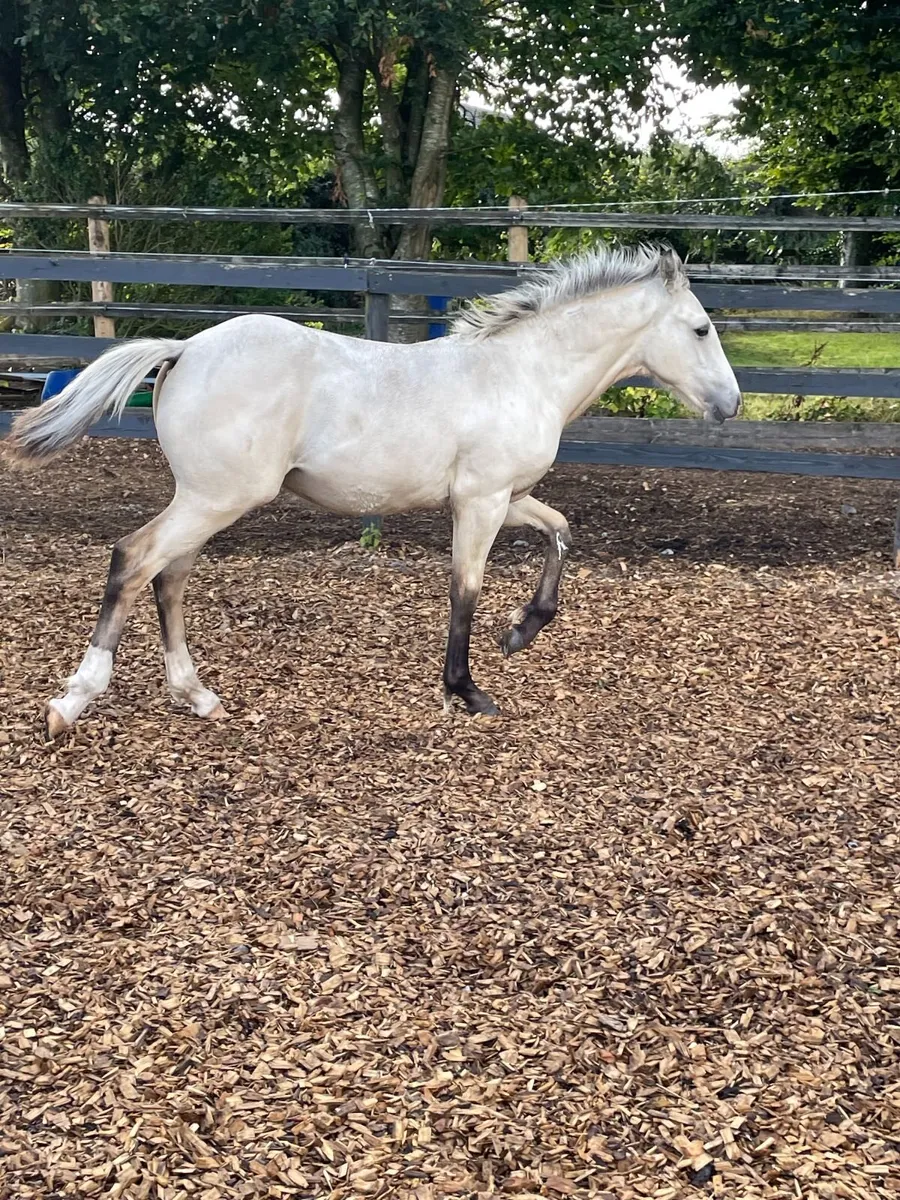 Dun Colt Foal - Image 4